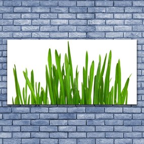 Akrilkép Grass A Wall 120x60 cm