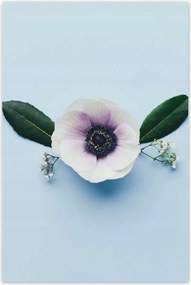 Poszter 60x90 Pipacsvirág