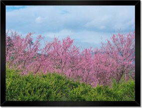 Poszterek keretben 40x30 Virágzó cseresznye
