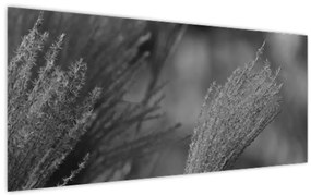 Kép - Szárított pampafű (120x50 cm)