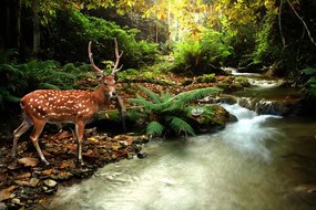 Őz poszter, fotótapéta, Vlies (368 x 254 cm)