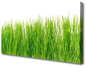 Vászonfotó Grass Nature Plant 120x60 cm