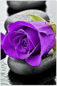 Poszter 60x90 Lila rózsa kövek