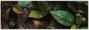 Poszterek 200x66 Trópusi levelek Levelek