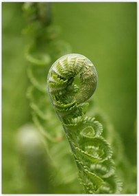 Poszterek A0 Pion Páfrányok Erdő Zöld levél
