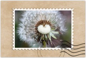 Poszterek 60x40 Pitypang Virág Virágok