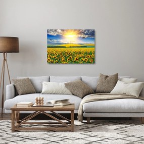 Kép - Napraforgó mező (üvegen) (70x50 cm)