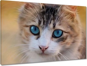 Vászonkép 90x60 Cica Cicák Macskák