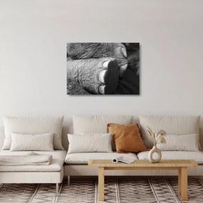 Üveg kép - Elefánt láb (70x50 cm)