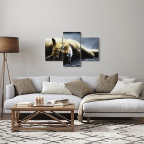 Macska képe (90x60 cm)