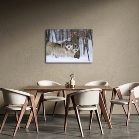 Kép - Farkasok télen (70x50 cm)