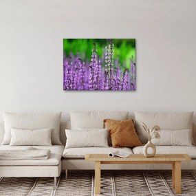 Lila mezei virágok képe (70x50 cm)