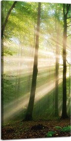 Vászonkép Nap az erdőben Fák Természet 40x80 cm
