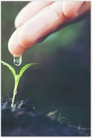 Poszterek 60x90 Palánta növény csepp