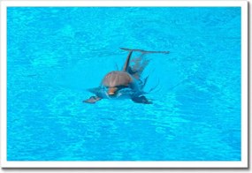 Poszterek keretben 60x40 Delfin