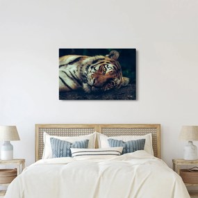 Kép - Szibériai tigris (90x60 cm)