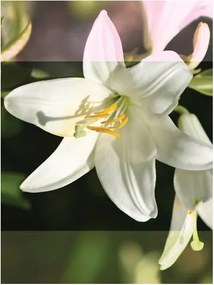 Fotótapéta flizelina Liliomok fehér elegancia és harmónia otthon 206x275 +ragasztó