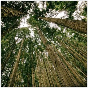 Poszterek 100x100 Fák