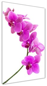 Egyedi üvegkép Rózsaszín orchidea osv-67691978