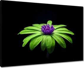 Vászonkép 70x50 Lime szirmok