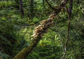 Poszter 84x59,5cm Gomba a fán, Assaf Frank