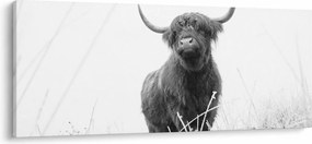 Kép - Skót tehén 4, fekete-fehér (120x50 cm)
