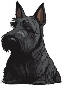 PIPPER. Matrica Skót terrier Méret: 60cm