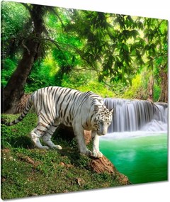 Vászonkép 80x80 Tigris a vízesésnél