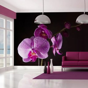 Fotótapéta - stylish  orchis