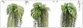 Poszterek 200x66 Monstera Lyukas levelek