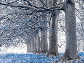 Poszter 80x60cm Fák egy sorban Kék levelek, Assaf Frank