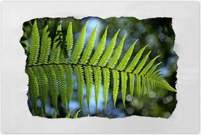 Poszterek 60x40 Páfrány páfránylevél