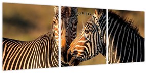 Kép - Két zebra (órával) (90x30 cm)