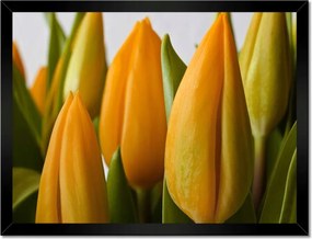 Poszter keretben 40x30 Sárga tulipánok