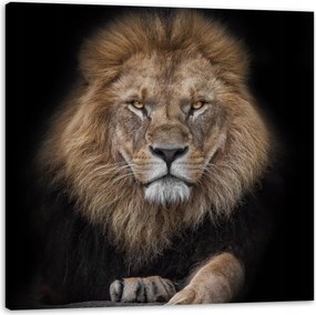 Vászonkép Szürke Oroszlán Arc Vaddisznó 40X40 cm Ajándéknak is tökéletes