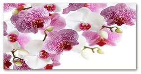 Akrilkép Orchidea oah-107506962