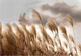 Fotótapéta Fű és nád bézs és arany árnyalatokban 250x175 +ragasztó