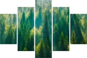 Kép - fenyőerdő (150x105 cm)
