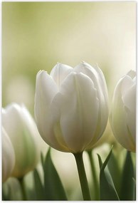 Poszterek 125x185 Fehér tulipánok