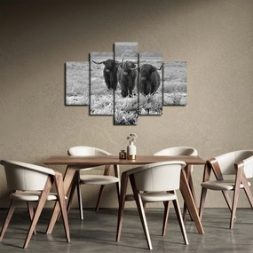 Kép - Skót tehenek (150x105 cm)