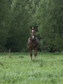 Poszter 30x40cm Ló áll a mezőn, Assaf Frank