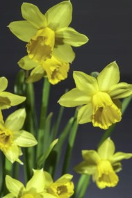 Poszter 30x45cm NĂĄrciszok, Assaf Frank