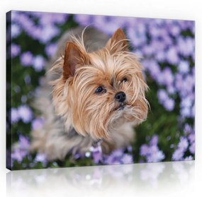 Vászonkép, Yorkshire terrier kutya, 60x40 cm méretben