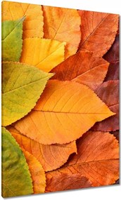 Vászonkép 70x100 Őszi színes levelek Levelek az ősz színeiben