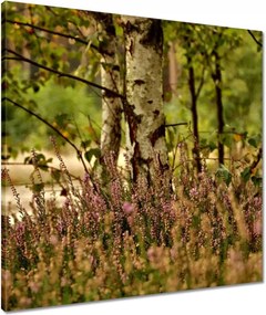 Vászonkép 60x60 Nyírfa a hangák között Erdő