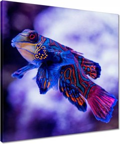 Vászonkép 50x50 Állatok