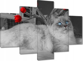 Képek 150x105 Ragdoll macska