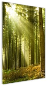 Akril üveg kép Sun az erdőben oav-10017097