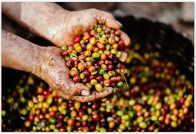 Poszterek 200x135 Kávé szett Kávé