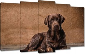 Vászonkép 100x60 Barna barát Kutya